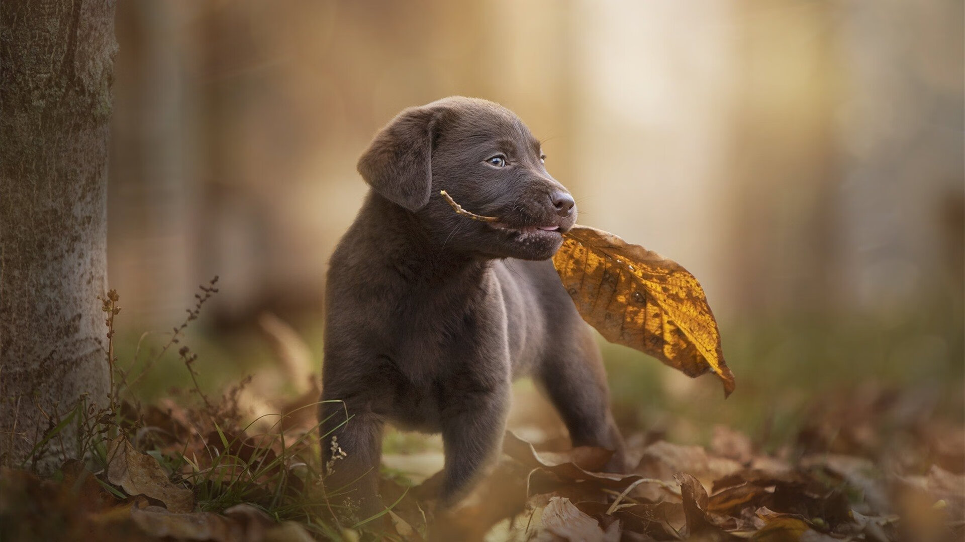 德里赫特独木成林,苏格兰战术碾碎加拿大,美加墨世界杯迎来新秩序