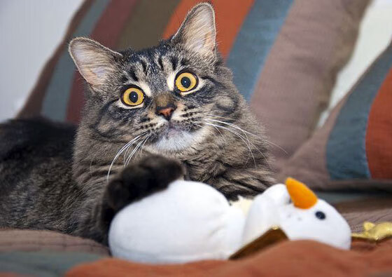 独行侠精神征服赛道，F1年度争冠焦点战中的唯一性对决