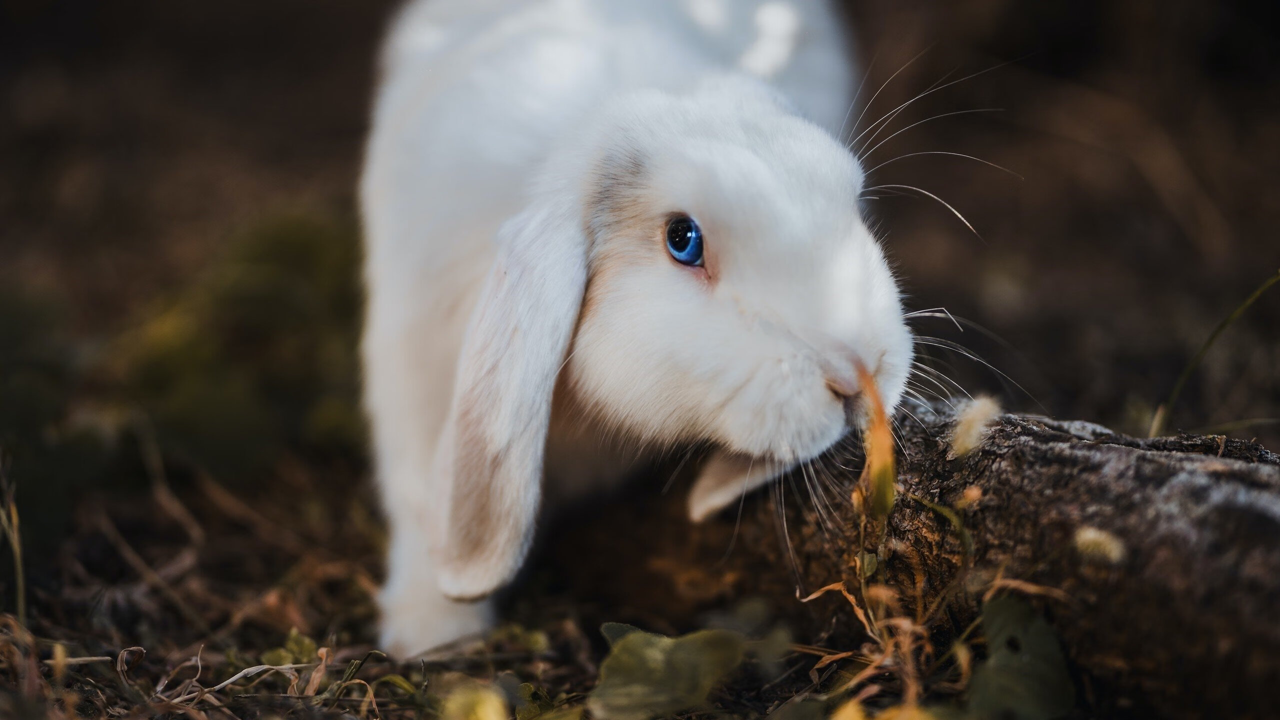 跨越太平洋的绝杀，当马刺战术遇上北京坚韧，马克西定义唯一性对决
