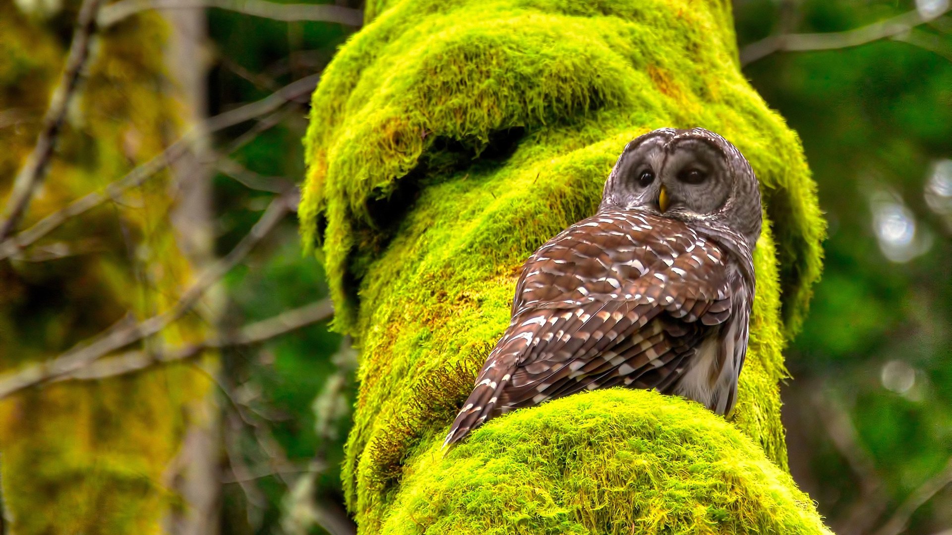 全面围剿!霍勒迪攻防一体轰赛季新高,热火团队绞杀击溃开拓者