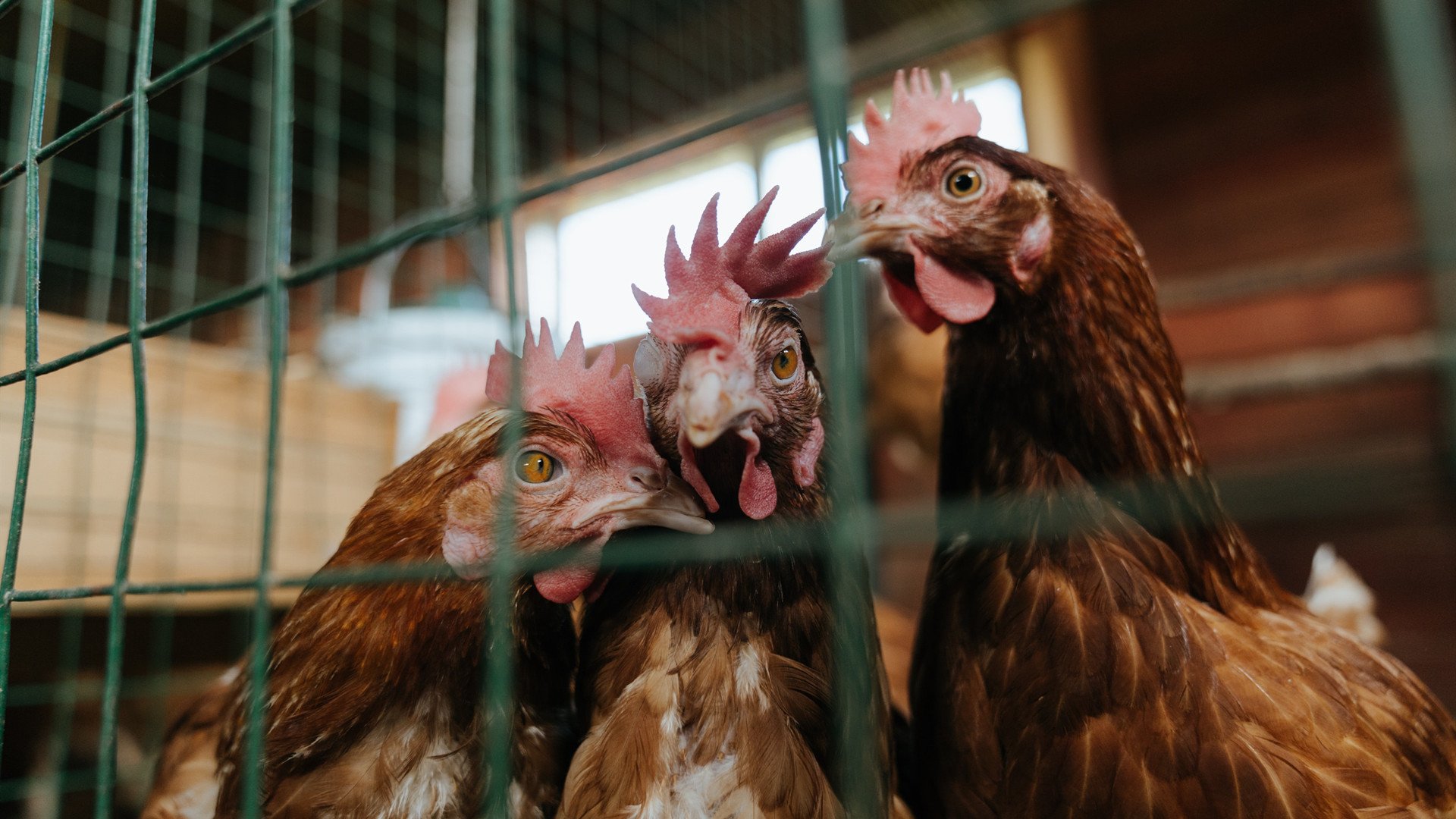 塔图姆的独奏,当节奏成为最锋利的马刺