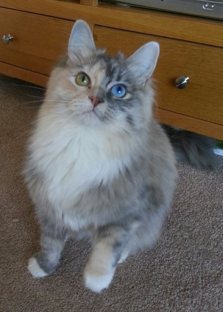 三十七分与三十五岁,杰伦·格林在雷霆带走热火的总决赛传奇