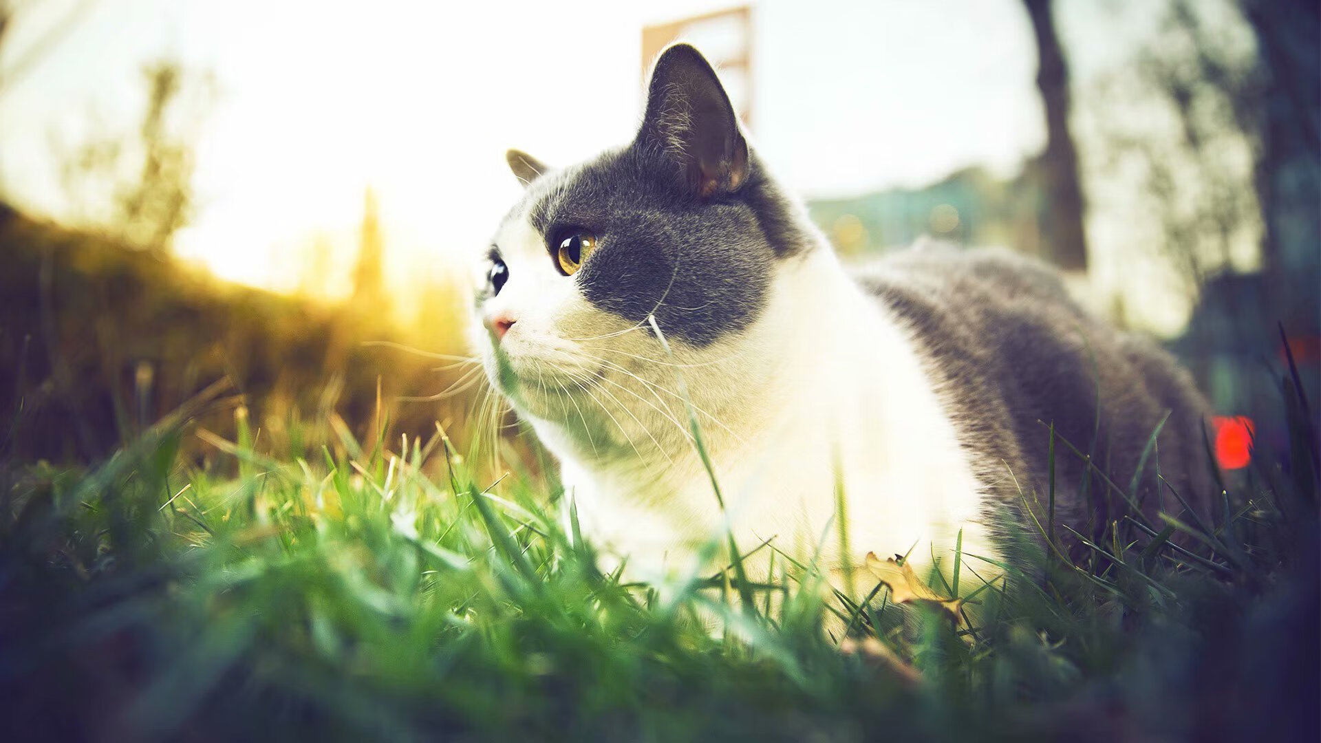 平行时空的狂想曲,当塔图姆身披爵士战袍于西决战场擒黄蜂